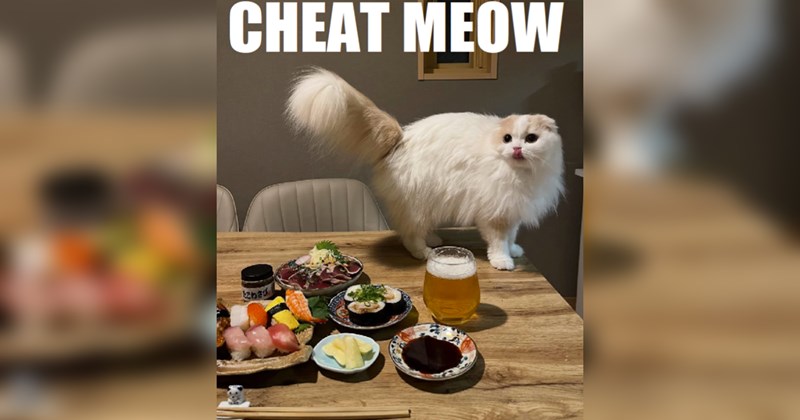 cat memes, cats, funny cat memes, cute cats, animals, animal memes, funny animal memes, memes, funny, funny memes, wholesome, wholesome memes