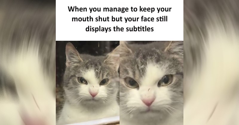 cat memes, cats, funny cat memes, cute cats, animals, animal memes, funny animal memes, memes, funny, funny memes, wholesome, wholesome memes
