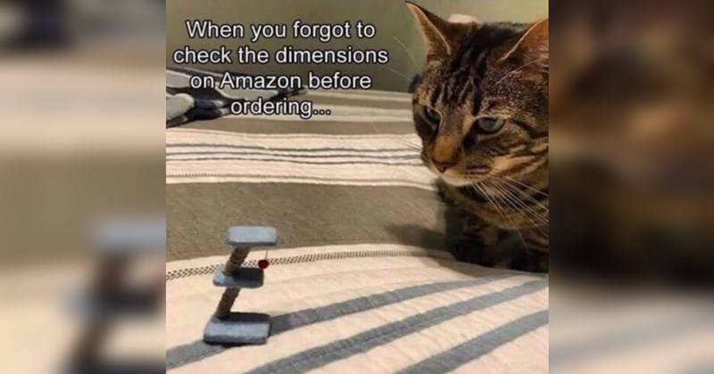 cat memes, cats, funny cat memes, cute cats, animals, animal memes, funny animal memes, wholesome, wholesome memes, memes, funny, funny memes