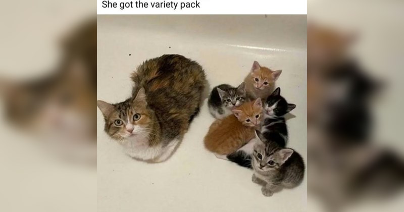 cute cats, cats, funny cat memes, cute cats, animals, animal memes, funny animal memes, wholesome, wholesome memes, memes, funny, funny memes