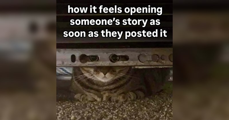 cat memes, cats, funny cat memes, cute cats, animals, animal memes, funny animal memes, wholesome, wholesome memes, memes, funny, funny memes