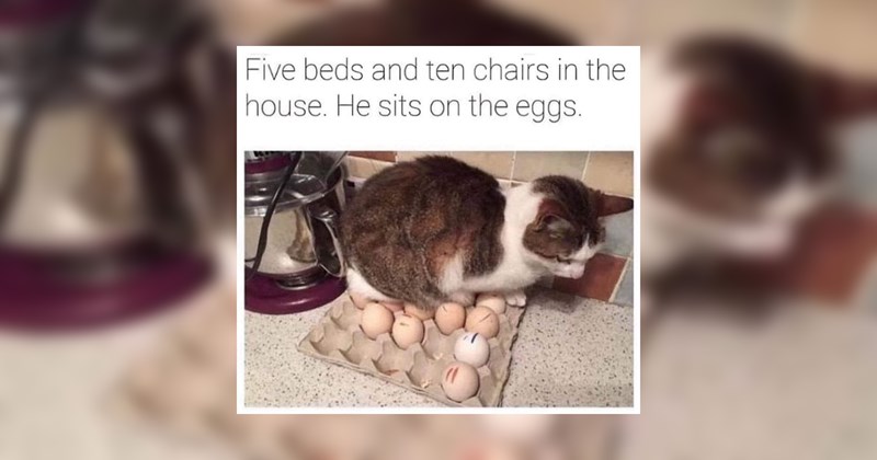 cats, cat memes, funny cat memes, cute cats, animals, animal memes, funny animal memes, wholesome, wholesome memes, memes, funny, funny memes