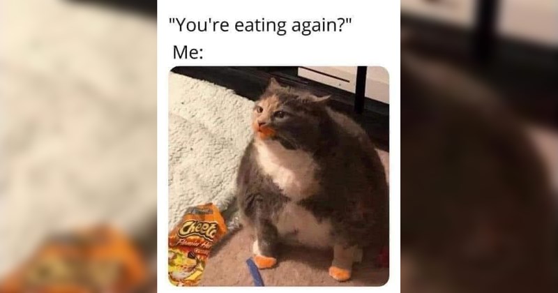 cats, cat memes, funny cats, funny cat memes, cute cats, animals, animal memes, funny animal memes, wholesome, wholesome memes, memes, funny, funny memes
