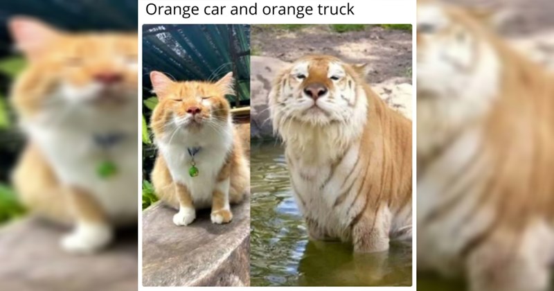 cats, cat memes, funny cat memes, cute cats, wholesome, wholesome memes, animals, animal memes, funny animal memes, memes, funny, funny memes