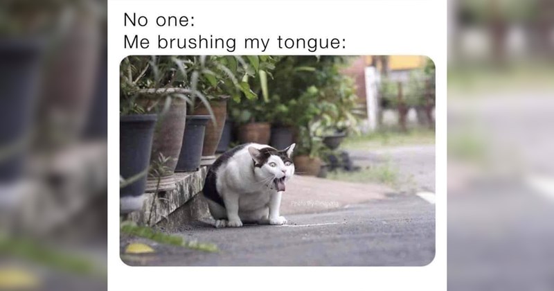 cat memes, cats, funny cats, funny cat memes, cute cats, wholesome, wholesome memes, animals, animal memes, funny animal memes, memes, funny, funny memes