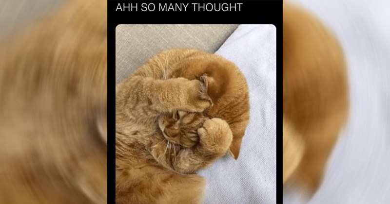 cat memes, cats, funny cat memes, cute cats, wholesome, wholesome memes, memes, funny, funny memes, animals, animal memes, funny animal memes