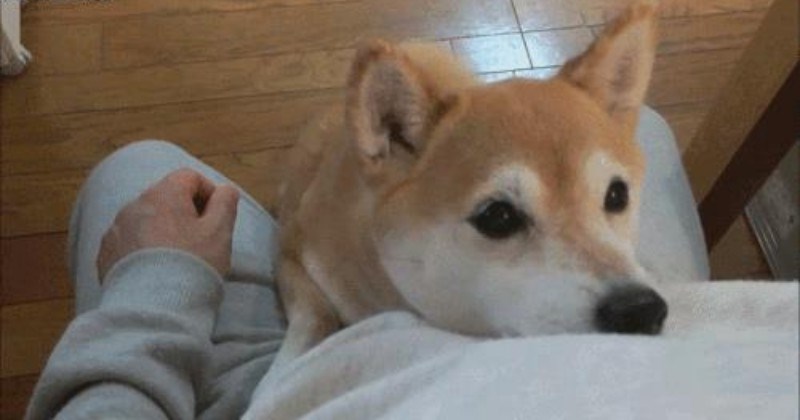 Cute gifs of cute animals in the act of doing something adorable