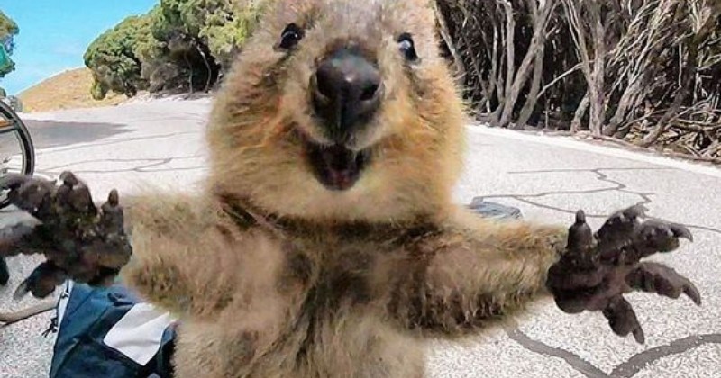 cute pics of cute animals smiling