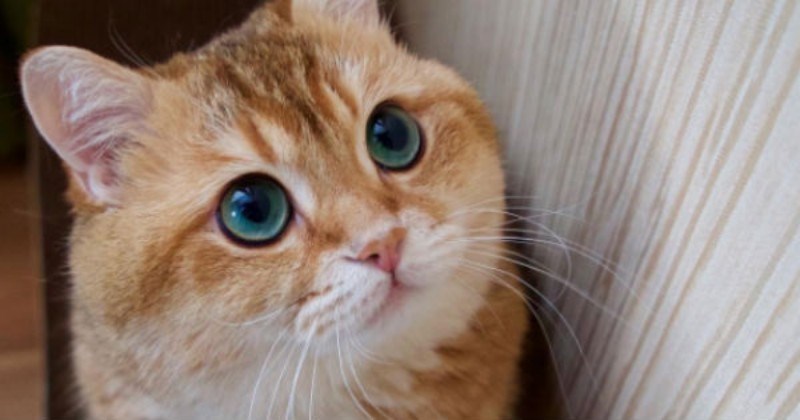 cute pictures of Hosico Cat