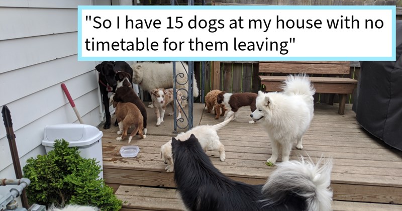 Illinois woman stuck 12 puppies 3 dogs home after dog delivery driver quits route middle night, turning her home into dog shelter  week, woman says: ‘I know for fact that won't use this method again.’ | thumbnail includes one image which shows several dogs and puppies on a wooden deck attached to a white house ‘“So I have 15 dogs at my house with no timetable for them leaving”’