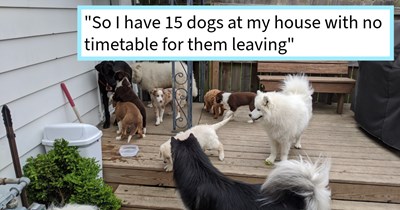 Illinois woman stuck with 12 puppies and 3 dogs in home after dog delivery driver quits route in the middle of the night, turning her home into a dog shelter for a week, woman says: ‘I know for a fact that I won't use this method again.’