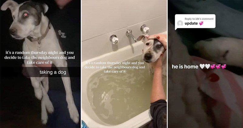 dog parent wholesome dogs animal rescue doggo inspiring happy animals Doggos - 44408581