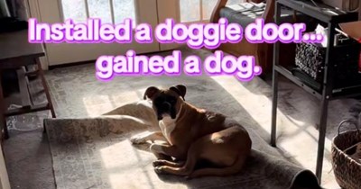 Woman installs a doggie door for her two pet dogs, now the neighbor's dog let's herself in every day to play: ‘This is their best friend, Billie!’