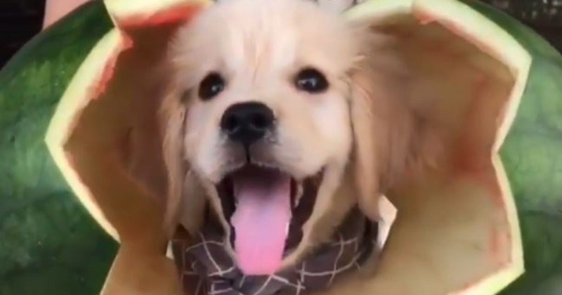 doggo dog gifs aww