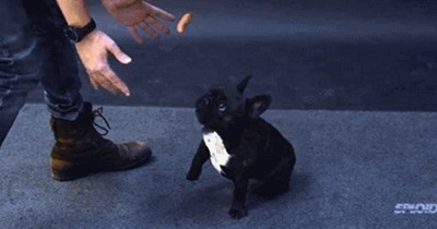 Dogs Understand The Reason to Fear Magical Flying Sausages