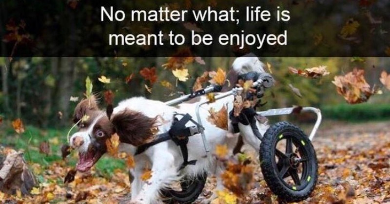 dogs pure snapchat aww