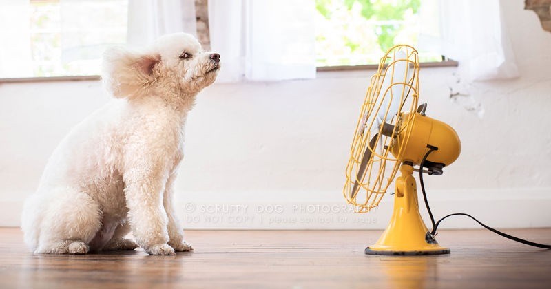dogs standing next to high-powered fans that express their fur the way nature intended