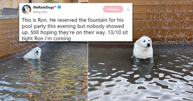 dogs tweets wholesome cute
