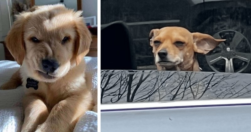 20 Funny Pics Displeased Doggos Matching Morose Monday Vibe | thumbnail includes two images one image shows a golden puppy lying on a bed with a scrunched up angry face, the other image shows a small brown dog looking out of a car window with squinted angry eyes