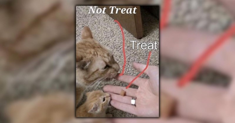 feline feel-goods wholesome animal memes sweet cats trending cat memes