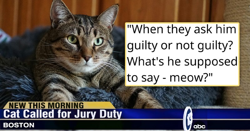 story about a cat who was called into jury duty | thumbnail includes one picture of a cat and a news line 'NEW THIS MORNING Cat Called for Jury Duty BOSTON abc' '"When they ask him guilty or not guilty? What's he supposed to say - meow?"'