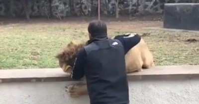 Super Excited Lion And His Human Friend