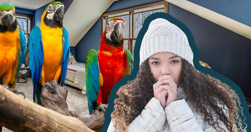 new homeowners house home neighbor neighbors lore silly funny lol parrots bird birds