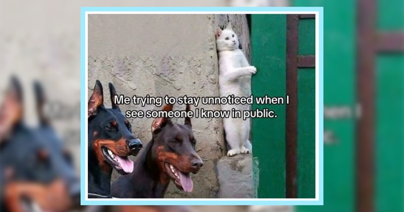 23 Absurd Animal Memes Managing Friday Freakout | thumbnail includes one image which shows a cat standing on hind legs against a wall hiding from two attack dogs looking for it ‘Me trying to stay unnoticed when I see someone I know in public.’