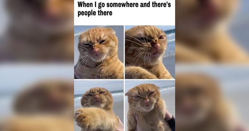 Funniest Cat Memes for Feline Fanatics (October 1, 2025)