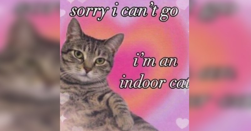 Funniest Cat Memes for Feline Fanatics