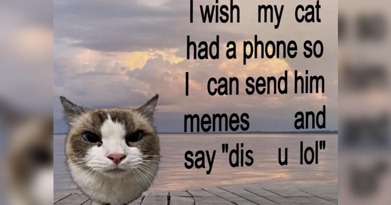 Funniest Cat Memes for Feline Fanatics