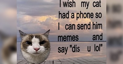 Funniest Cat Memes for Feline Fanatics