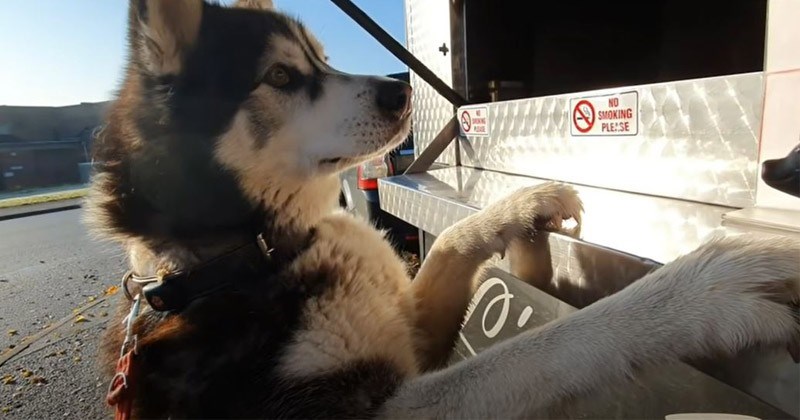 Funny and cute video of a husky being noisy in inappropriate situations