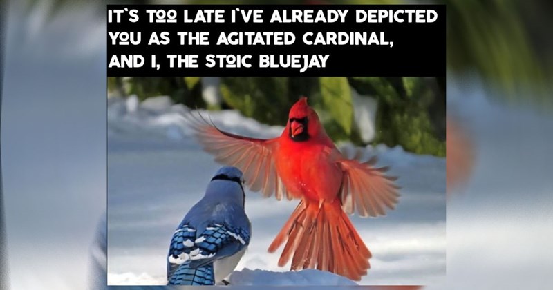 animals, animal memes, funny animals, cute animals, cute animal memes, funny animal memes, animal, animal tweets, animal photos, frog memes, bird memes, frogs, birds, reptiles