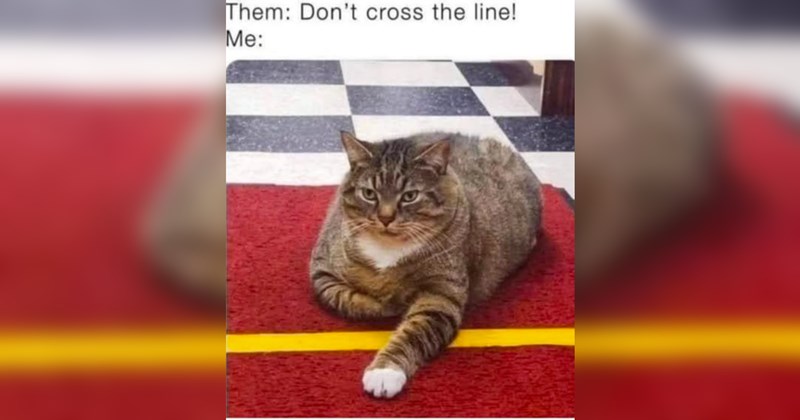 cats, cat memes, funny cat memes, cute cats, animals, animal memes, wholesome, wholesome memes, memes, funny, funny memes