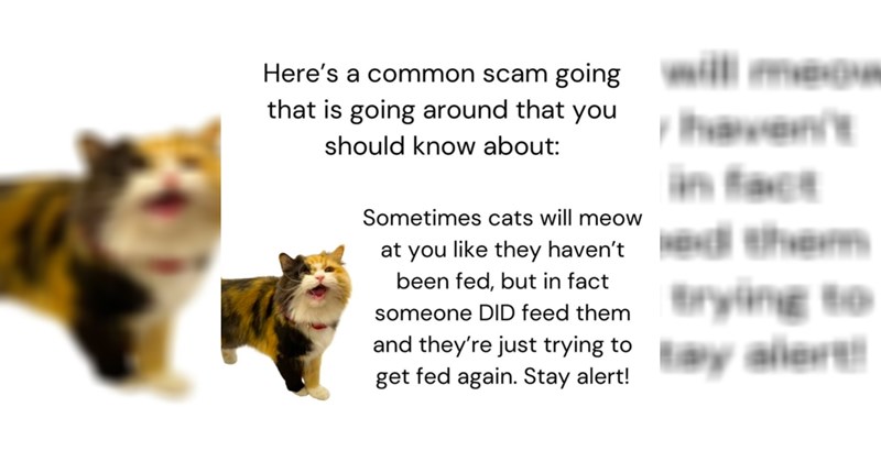 funny cat memes funny memes Memes animal memes Cats funny animals cat memes Cats - 43846149