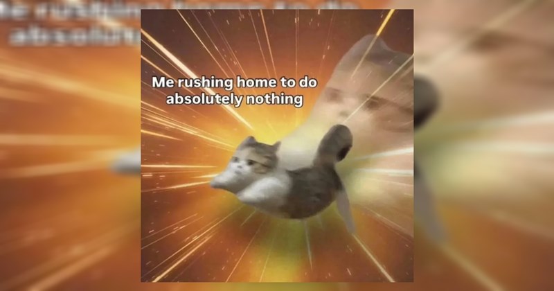 funny cat memes funny memes Memes animal memes Cats funny animals cat memes Cats - 44249093