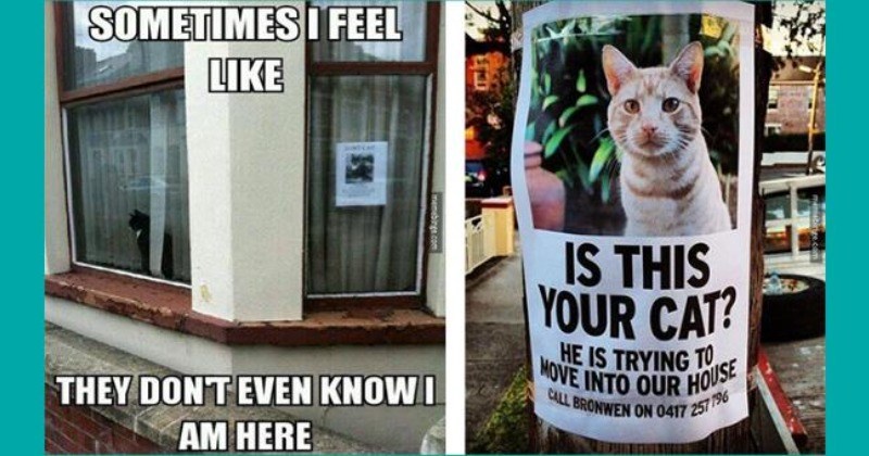 funny cat memes that perhaps are intended to make you laugh a little