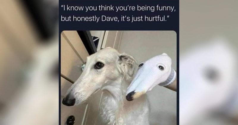  dogs cute dogs pupper puppy dog memes random memes puppies funny dog memes funny memes cute animals Memes doggos doggo funny dogs Sundog animal memes funny animals animals