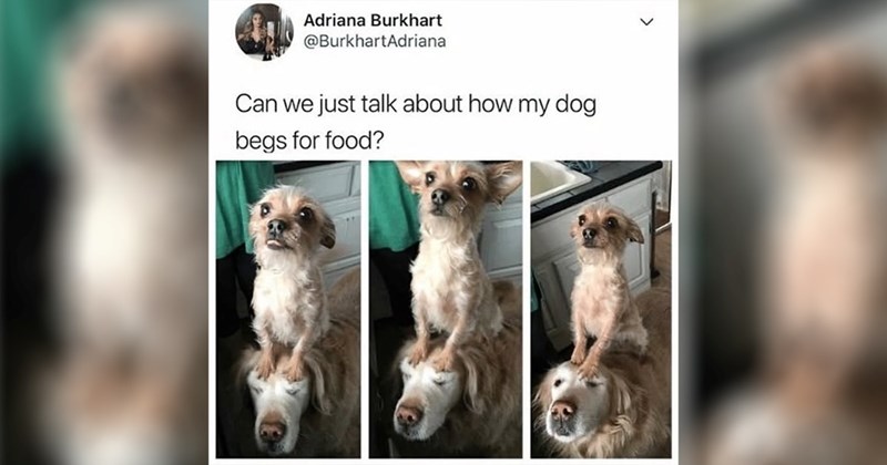  dogs cute dogs pupper puppy dog memes random memes puppies funny dog memes funny memes cute animals Memes doggos doggo funny dogs Sundog animal memes funny animals animals