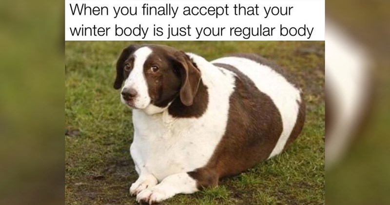  dogs cute dogs pupper puppy dog memes random memes puppies funny dog memes funny memes cute animals Memes doggos doggo funny dogs Sundog animal memes funny animals animals