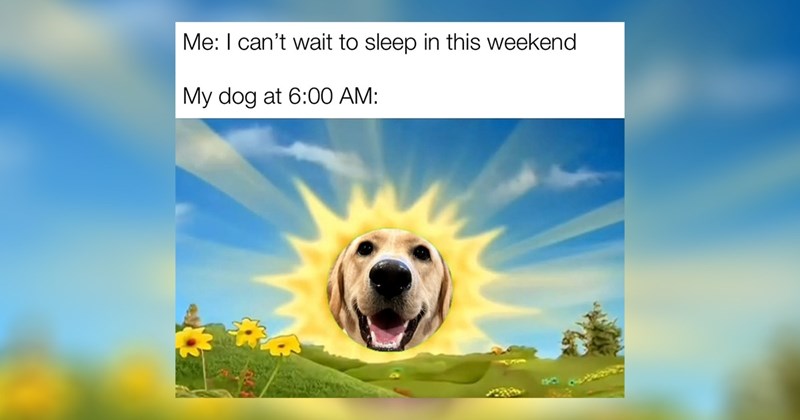  dogs cute dogs pupper puppy dog memes random memes puppies funny dog memes funny memes cute animals Memes doggos doggo funny dogs Sundog animal memes funny animals animals