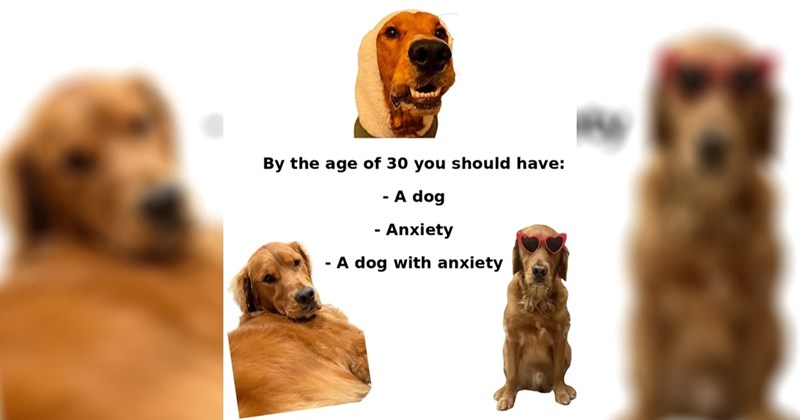  dogs cute dogs pupper puppy dog memes random memes puppies funny dog memes funny memes cute animals Memes doggos doggo funny dogs Sundog animal memes funny animals animals