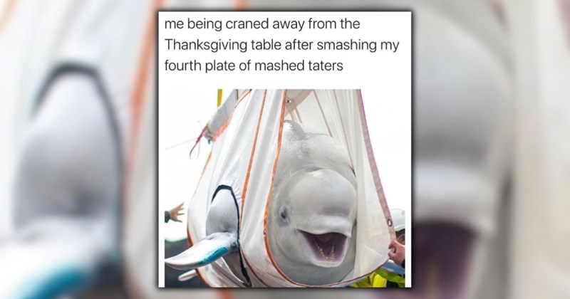 funny memes happy holiday season thanksgiving turkey day relatable posts