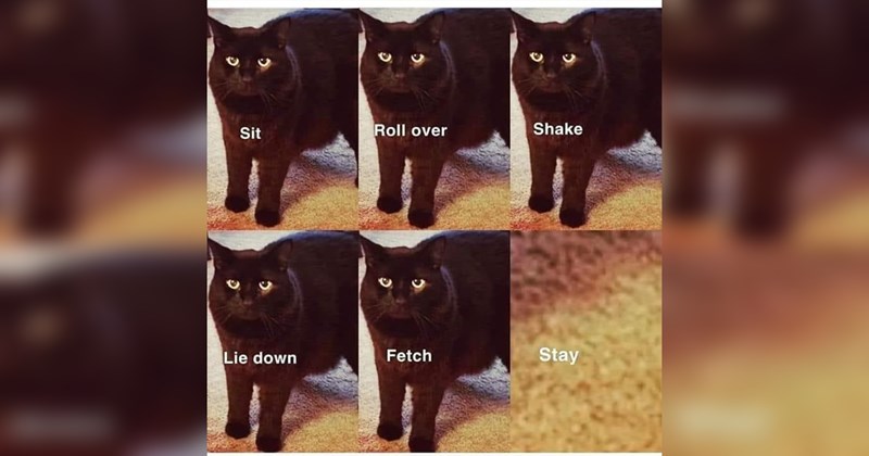 funny memes Memes animal memes wholesome memes Cats funny animals cat memes Cats - 43688453