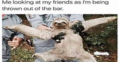 15 Hilarious Sloth Memes To Brighten Your Day