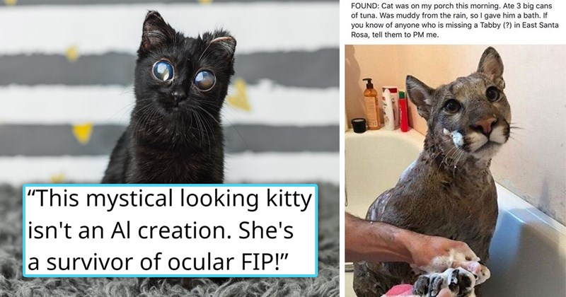 20 cat posts, memes, and tweets | Thumbnail includes one picture of a black kitten with strange eyes 'This mystical looking kitty isn't an Al creation. She's a survivor of ocular FIP!' and a meme of a cougar in a bathtub 'Jeff Bodean Secret Santa Rosa Sunday at 10:15 PM Santa Rosa, CA. → FOUND: Cat was on my porch this morning. Ate 3 big cans of tuna. Was muddy from the rain, so I gave him a bath. If you know of anyone who is missing a Tabby (?) in East Santa Rosa, tell them to PM me.'