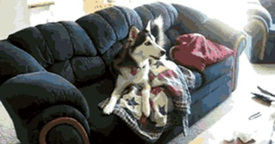 This Dog is Going Through His Teen Right Now