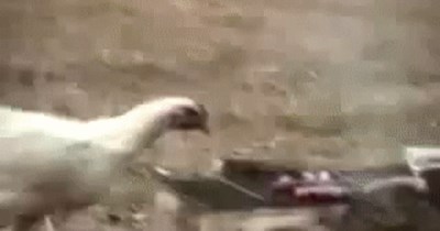 Chicken Steals Hotdog Off The Barbeque