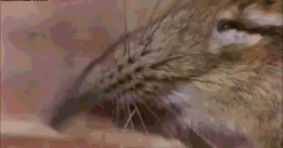 Close Up of a Shrew's Nose